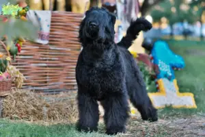 Read more about the article Russisk Sort Terrier opdrætter og hvalpe i Midtjylland