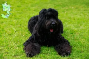 Read more about the article Russisk Sort Terrier opdrætter og hvalpe i Sjælland