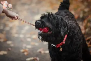Read more about the article Russian Black Terrier opdrætter og hvalpe i Syddanmark