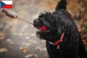 Read more about the article Russisk sort terrier opdrætter og hvalpe i Tjekkiet
