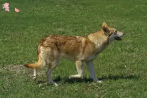 Read more about the article Saarloos ulvehundeopdrættere og hvalpe i Hovedstaden