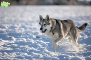 Read more about the article Saarloos ulvehundeopdrættere og hvalpe i Midtjylland