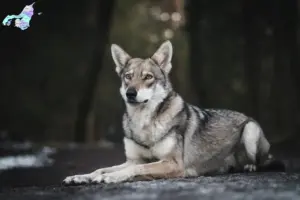 Read more about the article Saarloos ulvehundeopdrættere og hvalpe i Nordjylland