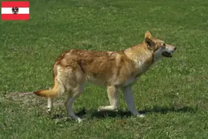 Read more about the article Saarloos Wolfhound opdrættere og hvalpe i Østrig