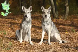 Read more about the article Saarloos ulvehundeopdrættere og hvalpe på Sjælland