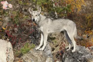 Read more about the article Saarloos ulvehundeopdrættere og hvalpe i Syddanmark