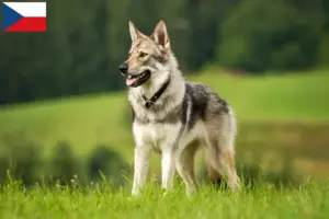 Read more about the article Saarloos ulvehundeopdrættere og hvalpe i Tjekkiet