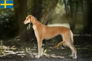Read more about the article Saluki opdrættere og hvalpe i Sverige