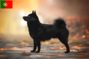 Read more about the article Schipperke-opdrættere og hvalpe i Portugal