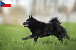 Read more about the article Schipperke-opdrættere og hvalpe i Tjekkiet