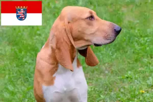 Read more about the article Opdrættere af schweisshunde og hvalpe i Hessen