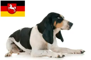 Read more about the article Opdrættere af schweisshunde og hvalpe i Niedersachsen