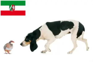 Read more about the article Schweiziske hundeopdrættere og hvalpe i Nordrhein-Westfalen