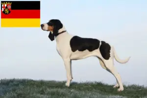 Read more about the article Schweiziske hundeopdrættere og hvalpe i Rheinland-Pfalz