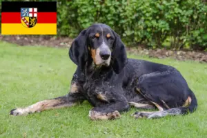 Read more about the article Schweiziske hundeopdrættere og hvalpe i Saarland