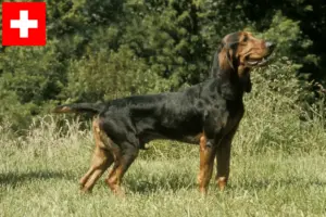Read more about the article Schweiziske løbehundeopdrættere og hvalpe i Schweiz