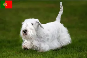 Read more about the article Sealyham Terrier opdrættere og hvalpe i Portugal