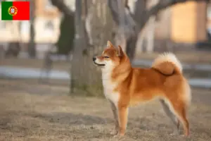 Read more about the article Shiba opdrættere og hvalpe i Portugal