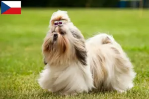 Read more about the article Shih Tzu-opdrættere og -hvalpe i Tjekkiet
