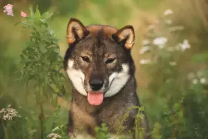Read more about the article Shikoku-opdrættere og hvalpe i Hovedstaden