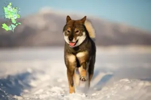 Read more about the article Shikoku-opdrættere og -hvalpe på Sjælland