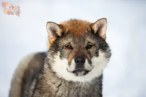 Read more about the article Shikoku opdrættere og hvalpe i Syddanmark