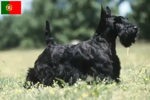Read more about the article Scottish Terrier opdrættere og hvalpe i Portugal