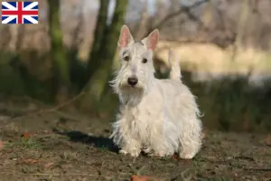 Read more about the article Skotsk terrier opdrættere og hvalpe i Storbritannien