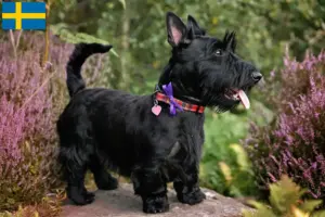 Read more about the article Scottish Terrier-opdrættere og hvalpe i Sverige