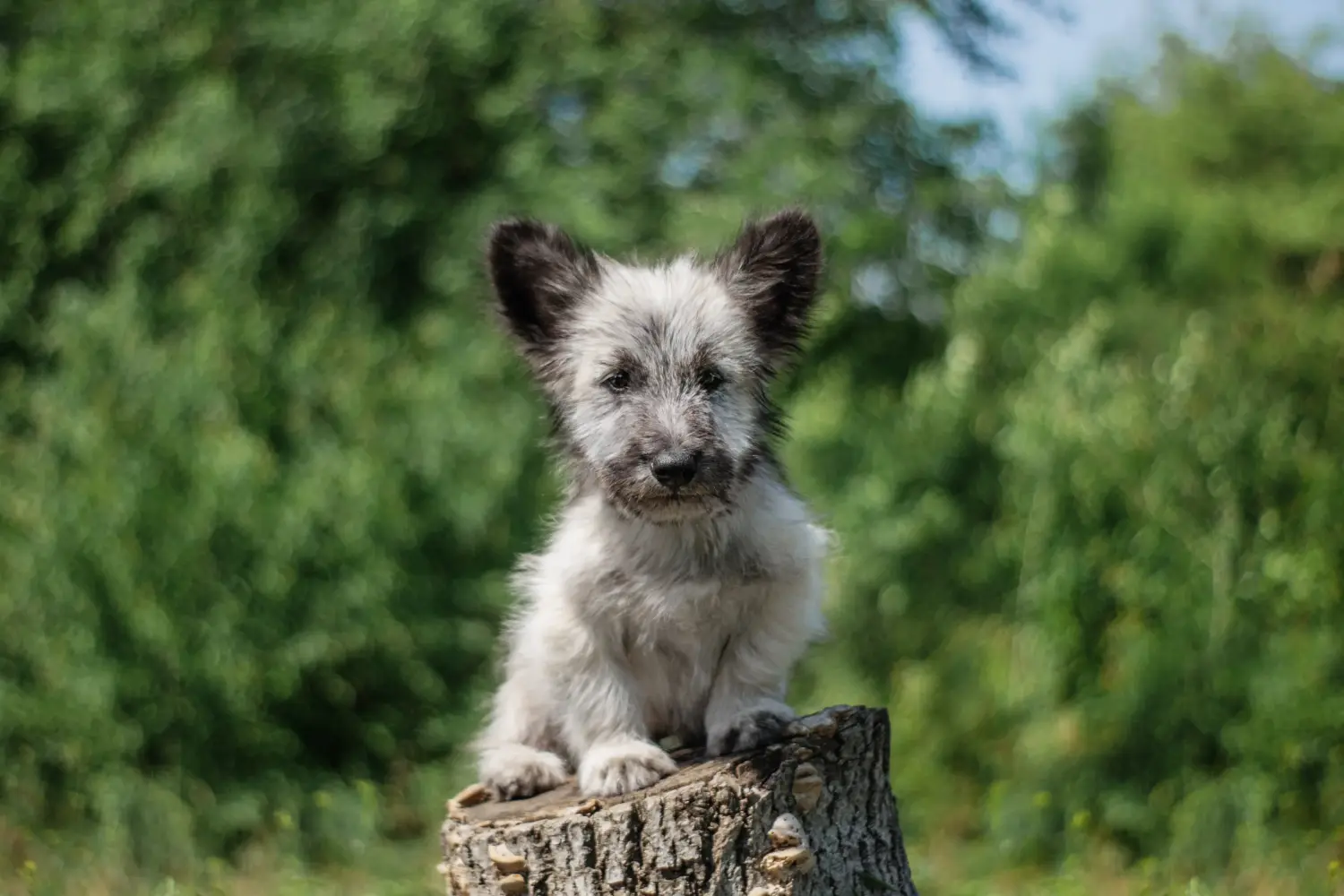 At købe en skye terrier-hvalp betyder at tage ansvar! Køb Skye Terrier hvalpe.