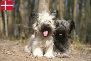 Read more about the article Skye Terrier opdrættere og hvalpe i Danmark