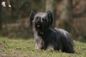 Read more about the article Skye Terrier opdrættere og hvalpe i Hovedstaden