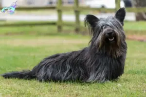 Read more about the article Skye Terrier opdrættere og hvalpe i Nordjylland