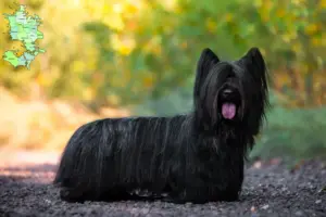Read more about the article Skye Terrier opdrættere og hvalpe på Sjælland