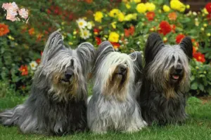 Read more about the article Skye Terrier opdrættere og hvalpe i Syddanmark