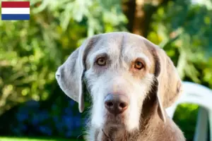 Read more about the article Slovakian Wirehaired Beard opdrættere og hvalpe i Holland