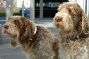 Read more about the article Spinone Italiano opdrættere og hvalpe i Hovedstaden