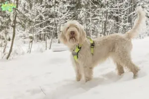 Read more about the article Spinone Italiano opdrættere og hvalpe i Midtjylland