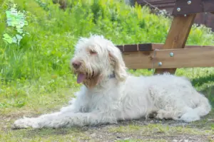 Read more about the article Spinone Italiano opdrættere og hvalpe i Sjælland