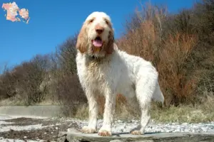 Read more about the article Spinone Italiano opdrættere og hvalpe i Syddanmark