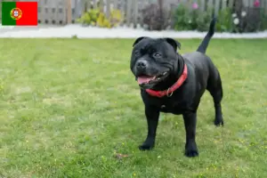 Read more about the article Staffordshire Bull Terrier opdrættere og hvalpe i Portugal