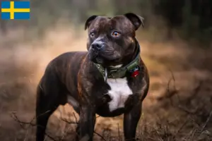 Read more about the article Staffordshire Bull Terrier opdrættere og hvalpe i Sverige