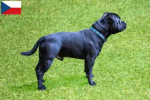 Read more about the article Staffordshire Bull Terrier opdrættere og hvalpe i Tjekkiet