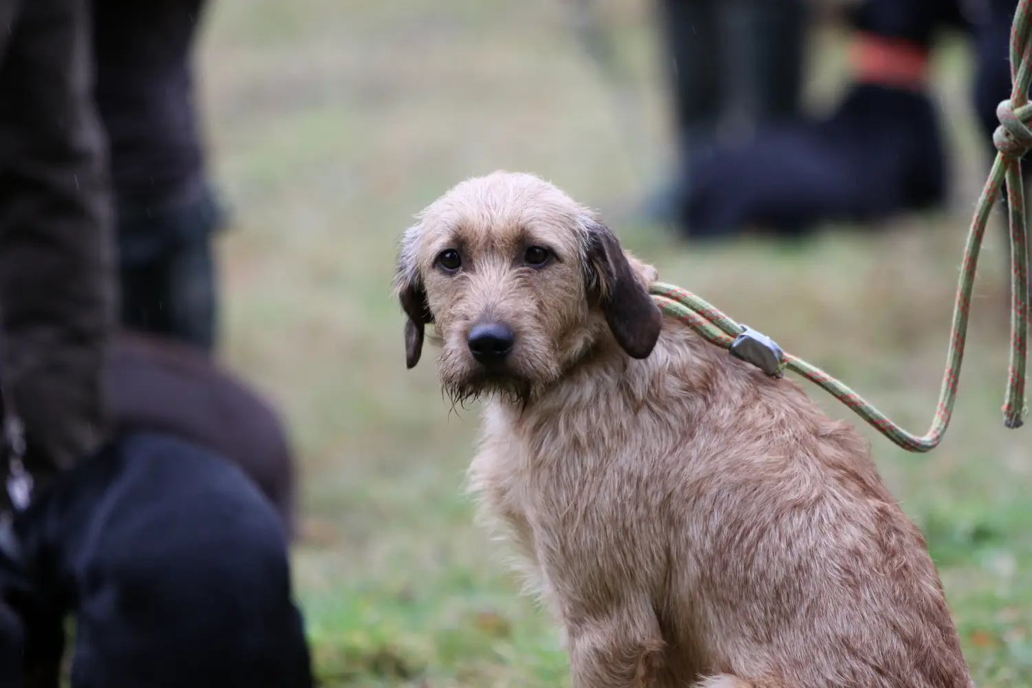 At købe en hvalp af steirisk ruhåret hund betyder at tage ansvar! Køb Styrian Wirehaired Hound hvalpe.
