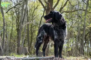Read more about the article Stor Münsterländer opdrætter og hvalpe i Midtjylland