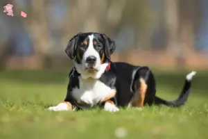 Read more about the article Large Swiss Mountain Dog opdrætter og hvalpe i Hovedstaden