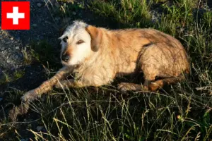 Read more about the article Styrian Roughhaired Opdrætter og hvalpe i Schweiz