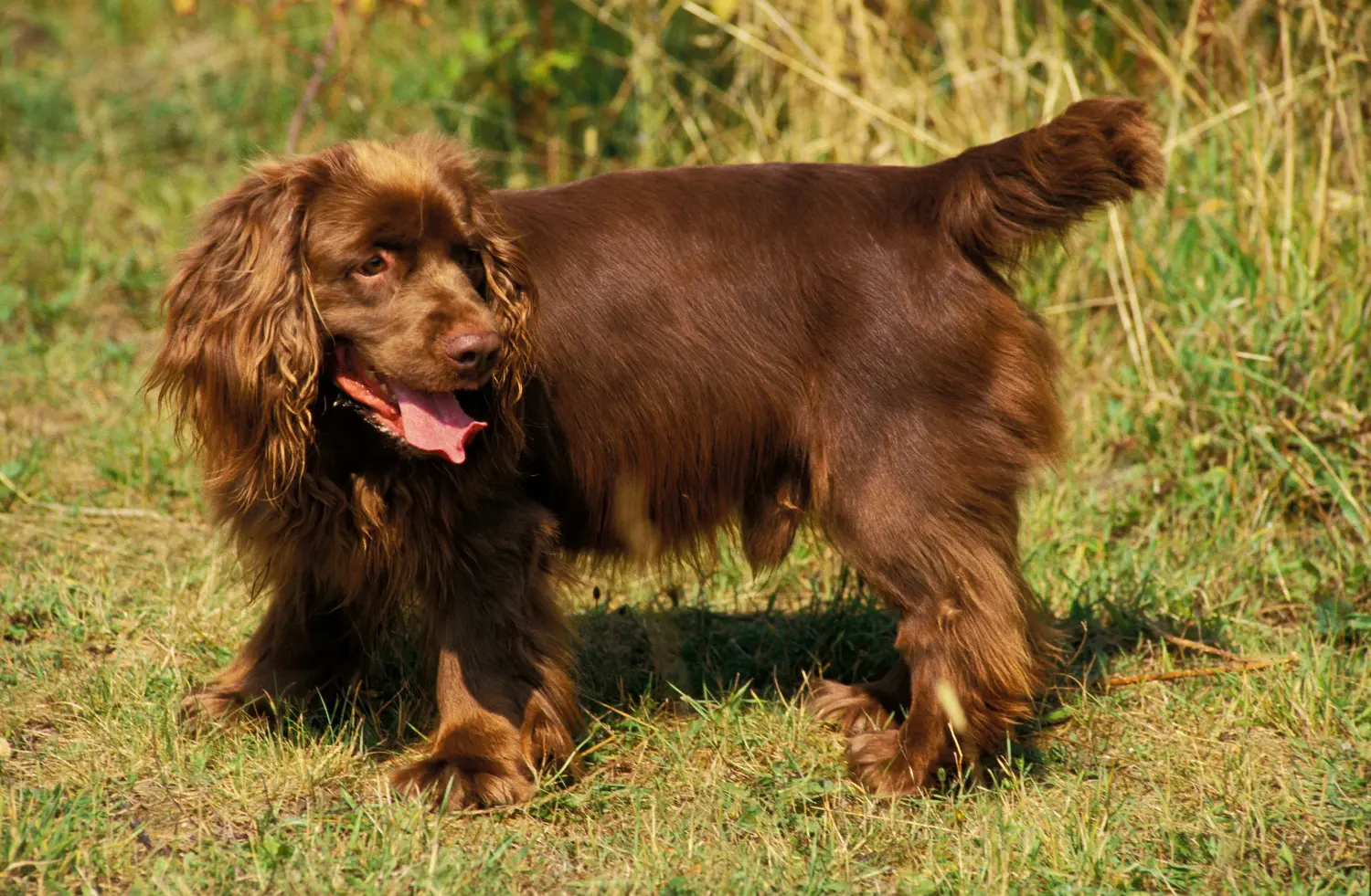 At købe en Sussex spaniel-hvalp betyder at tage ansvar! Køb Sussex spaniel hvalpe.