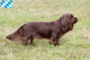 Read more about the article Sussex-Spaniel opdrættere og hvalpe i Bayern