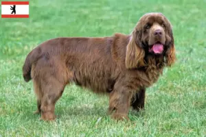 Read more about the article Sussex-Spaniel opdrætter og hvalpe i Berlin